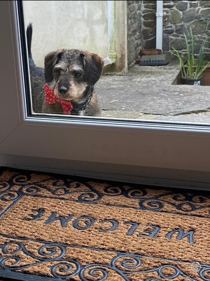 Pippin Lodge Llanwrda 외부 사진